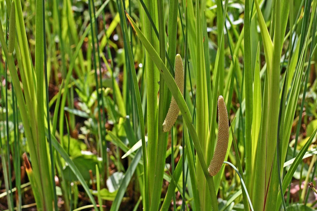 Calamus bylina pro potenci