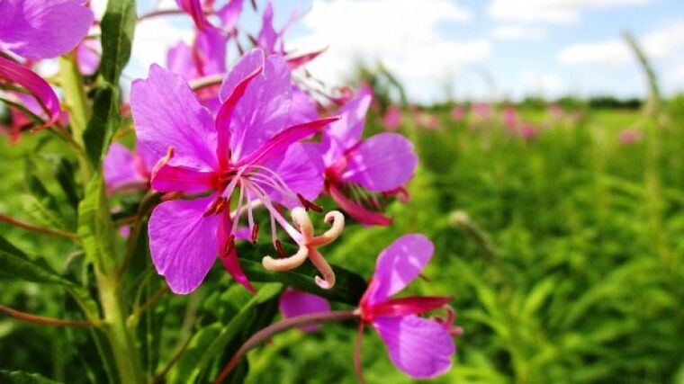 Květenství Fireweed s nepopiratelným přínosem pro muže